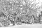Aboretum December 2 Art Print