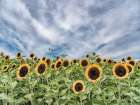 Sunflower Field Art Print