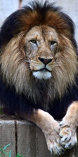 Strength And Dedication Animaux reproduction
