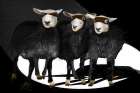 Ninja Sheep Art Print
