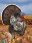 Wild Turkey Art Print