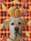 Lab Pumpkin Head Art Print