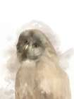Animal Owl Art Print