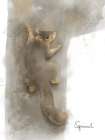 Animal Woodland Squirrel Art Print