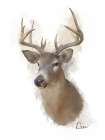 Animal Woodland Deer Art Print