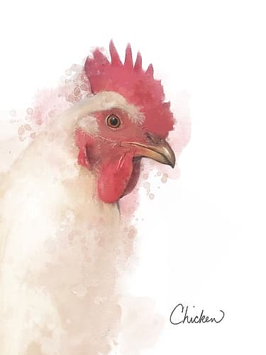 Farm Chicken Art Print