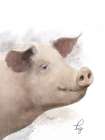 Farm Pig 2 Art Print