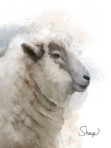 Farm Sheep Art Print