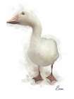 Farm Goose Art Print