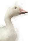 Farm Goose 2 Art Print