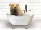 Bear In Bathtub Art Print