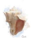 Honeybloom Coastal Shell Conch Art Print