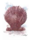 Honeybloom Coastal Shell Scallop Art Print