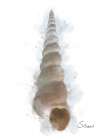 Honeybloom Coastal Shell Screw Art Print