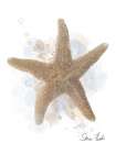 Honeybloom Coastal Shell Starfish Art Print