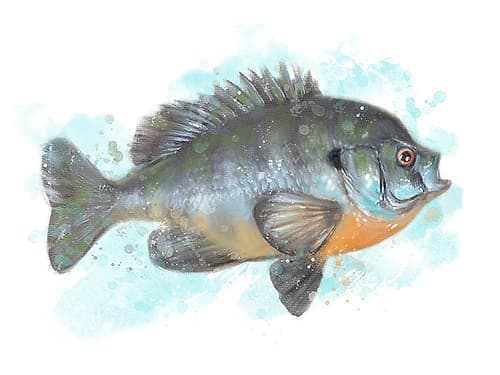 Fishing Bluegill Art Print