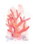 Honeybloom Coastal Coral Art Print