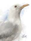 Honeybloom Coastal Seagull Art Print