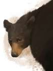 Animal Bear Art Print