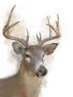 Animal Deer Art Print