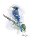 Blue Jay Art Print