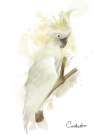 Cockatoo Art Print