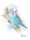Parakeet Art Print