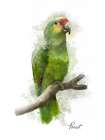Parrot Art Print