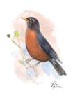 Robin Art Print