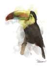 Toucan Art Print