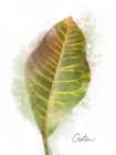 Croton Plant Art Print