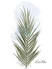 Date Palm Minimalist Print