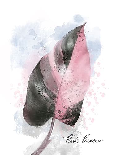 Pink Lady Art Print