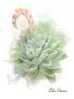 Succulent Blue Echeveria Art Print