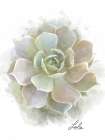 Succulent Lola Art Print