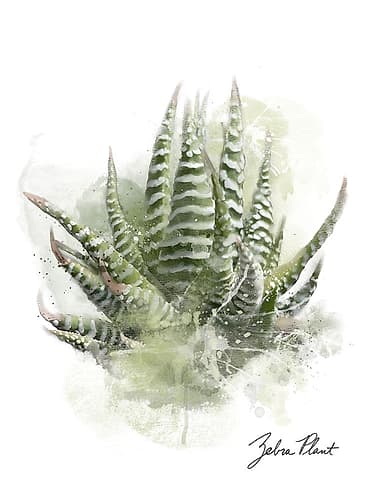 Succulent Zebra Tropical Print