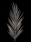 Botanical Date Palm Black Art Print