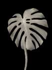 Botanical Leaf Black Art Print
