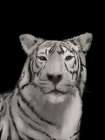 Tiger Black Art Print