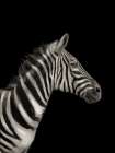Zebra Black Art Print