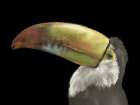Toucan Black Art Print