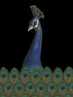 Peacock Black Art Print