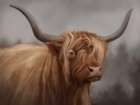Highland Cow Deep Grey Art Print