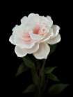 Floral Moody Camellia Art Print