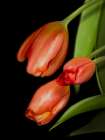 Floral Moody Tulips 1 Art Print