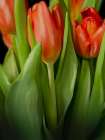 Floral Moody Tulips 2 Art Print