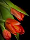 Floral Moody Tulips 3 Art Print
