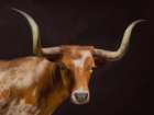Longhorn Black Art Print