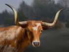 Longhorn Landscape Art Print