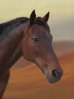 Horse Western Landscape Art Print